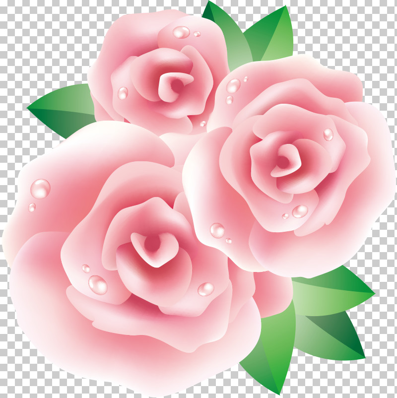 Three Flowers Three Roses Valentines Day PNG, Clipart, Camellia, Floribunda, Flower, Garden Roses, Hybrid Tea Rose Free PNG Download