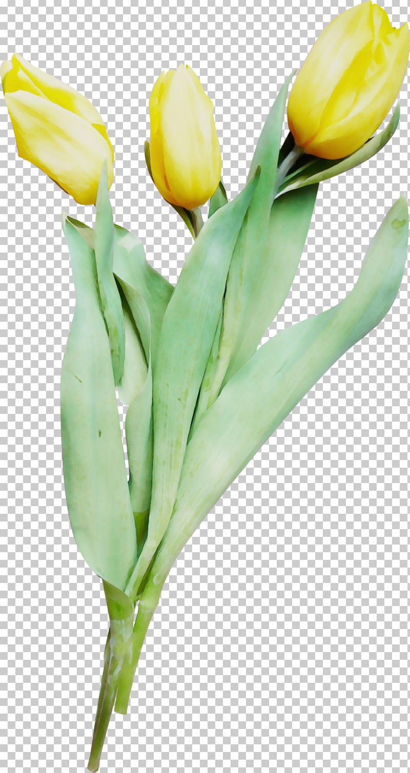 Flower Tulip Yellow Plant Cut Flowers PNG, Clipart, Arum Family, Bud, Cut Flowers, Flower, Lily Family Free PNG Download