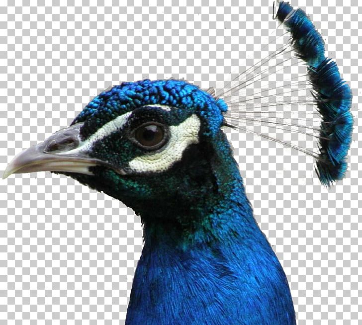 Bird Asiatic Peafowl Feather Green Peafowl PNG, Clipart, Animals, Asiatic Peafowl, Beak, Bird, Crossbill Free PNG Download