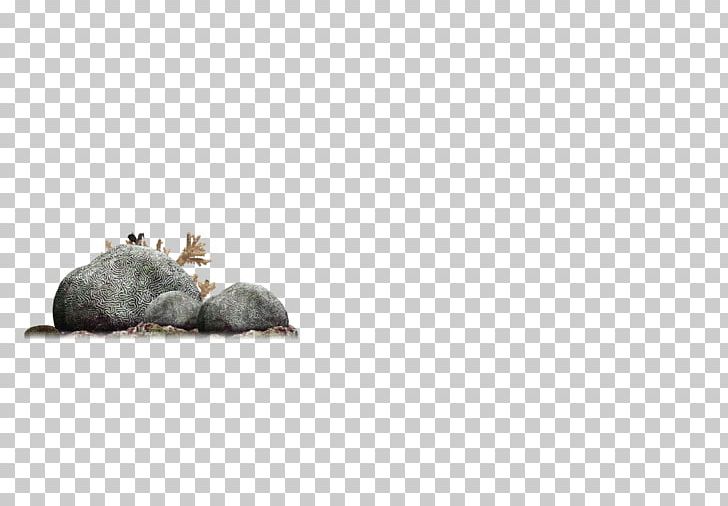 Rat Snout Pattern PNG, Clipart, Big Stone, Coral, Line, Muroidea, Nature Free PNG Download