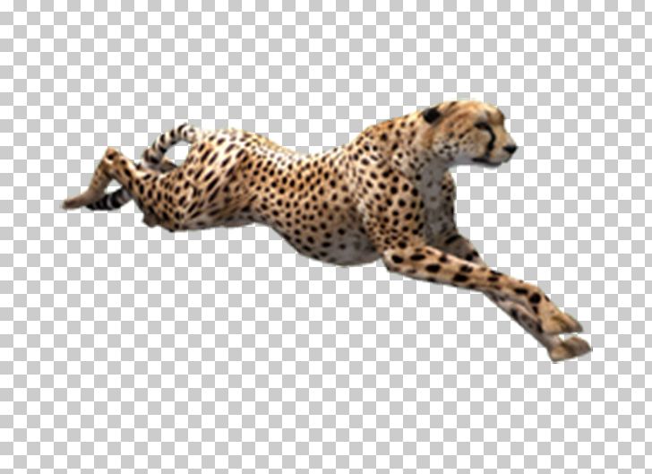 Cheetah Zoo Tycoon 2 PNG, Clipart, Animal, Animals, Athletics Running, Big Cats, Black Free PNG Download