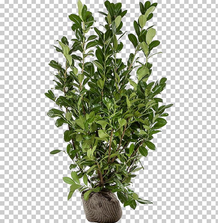 Cherry Laurel Shrub Evergreen Bay Laurel Plant Stem PNG, Clipart, Bay Laurel, Branch, Burning Bush, Centimeter, Cherry Laurel Free PNG Download