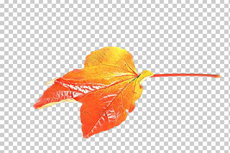 Orange PNG, Clipart, Anthurium, Flower, Impatiens, Leaf, Orange Free PNG Download