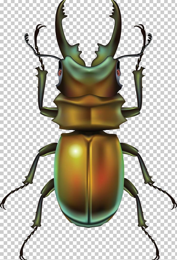 Beetle PNG, Clipart, Animals, Arthropod, Beetle, Computer Icons, Digital Image Free PNG Download