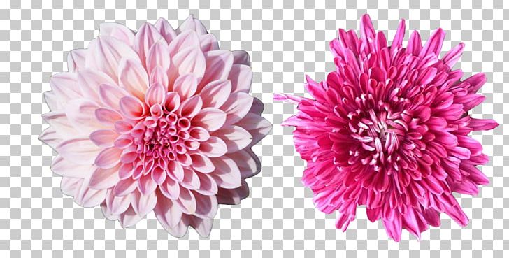 Chrysanthemum Pink PNG, Clipart, Aster, Dahlia, Daisy Family, Encapsulated Postscript, Flower Free PNG Download