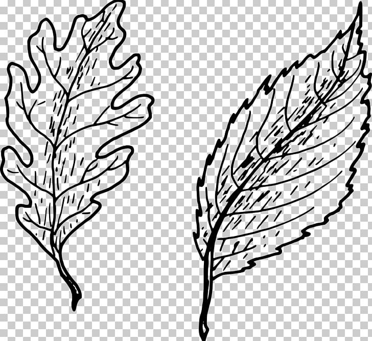 Drawing Leaf PNG, Clipart, Artwork, Autumn Leaf Color, Black And White, Branch, Bulb Free PNG Download