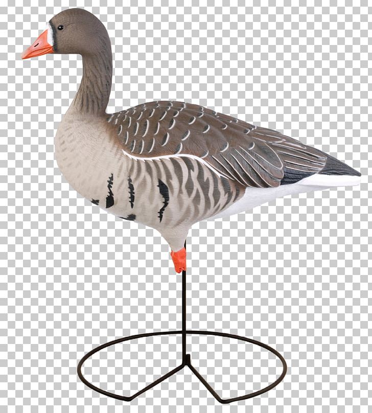 Greater White-fronted Goose Mallard Duck Decoy PNG, Clipart, Animals, Avery, Beak, Bird, Canada Goose Free PNG Download