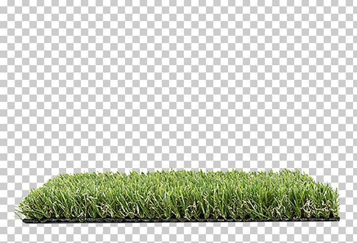 Lawn Grasses Family PNG, Clipart, Blade, Family, Grass, Grasses, Grass Family Free PNG Download