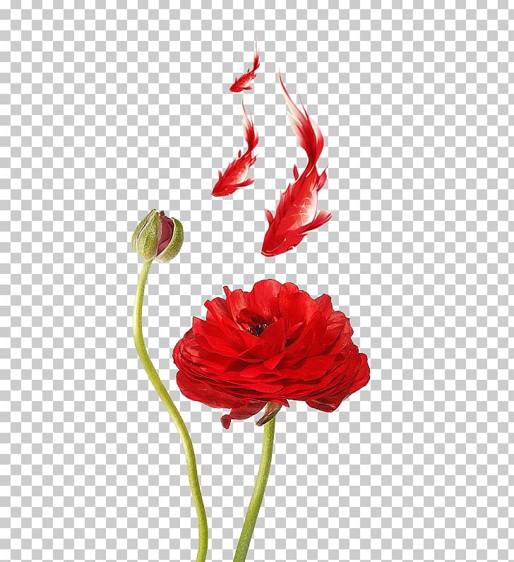 Ranunculus Asiaticus Meadow Buttercup Poppy Red Petal PNG, Clipart, Buttercup, Carnation, Carp, Coquelicot, Cut Flowers Free PNG Download