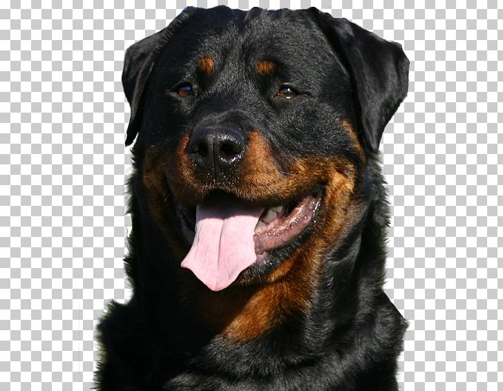 Rottweiler Puppy Greeting & Note Cards Birthday Christmas Card PNG, Clipart, Amp, Animals, Birthday, Breed, Cards Free PNG Download