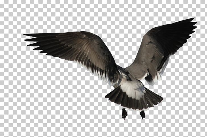 Bird Angel Wing PNG, Clipart, Angel Wing, Animals, Beak, Bird, Desktop Wallpaper Free PNG Download