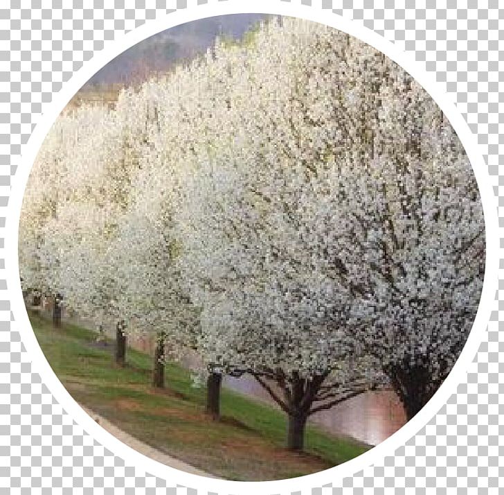 Callery Pear Tree Shrub Blossom Pruning PNG, Clipart, Blossom, Branch, Callery Pear, Cherry Blossom, Deciduous Free PNG Download