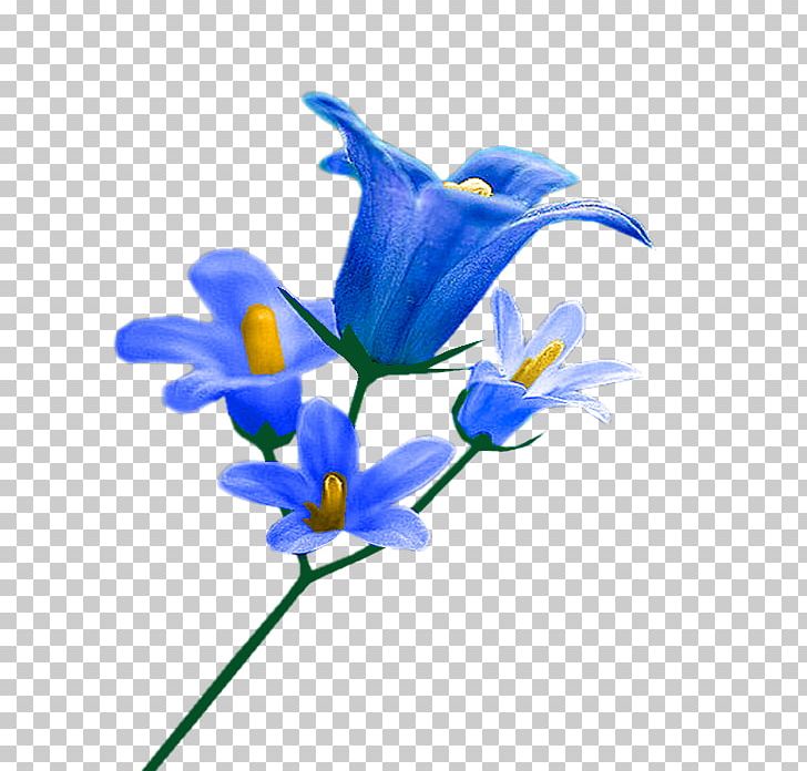 Cut Flowers Plant Stem Close-up PNG, Clipart, Blue, Cicek, Cicek Resimleri, Closeup, Cut Flowers Free PNG Download