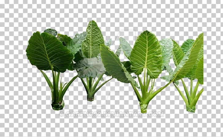 Leaf Vegetable Herb PNG, Clipart, Grass, Herb, Leaf, Leaf Vegetable, Plant Free PNG Download