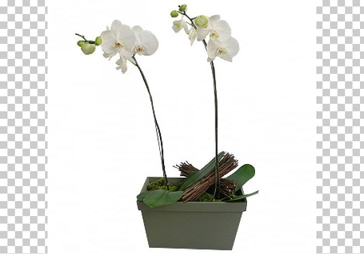 Moth Orchids Flowerpot Cut Flowers PNG, Clipart, Business, Cut Flowers, Flora, Flower, Flowering Plant Free PNG Download