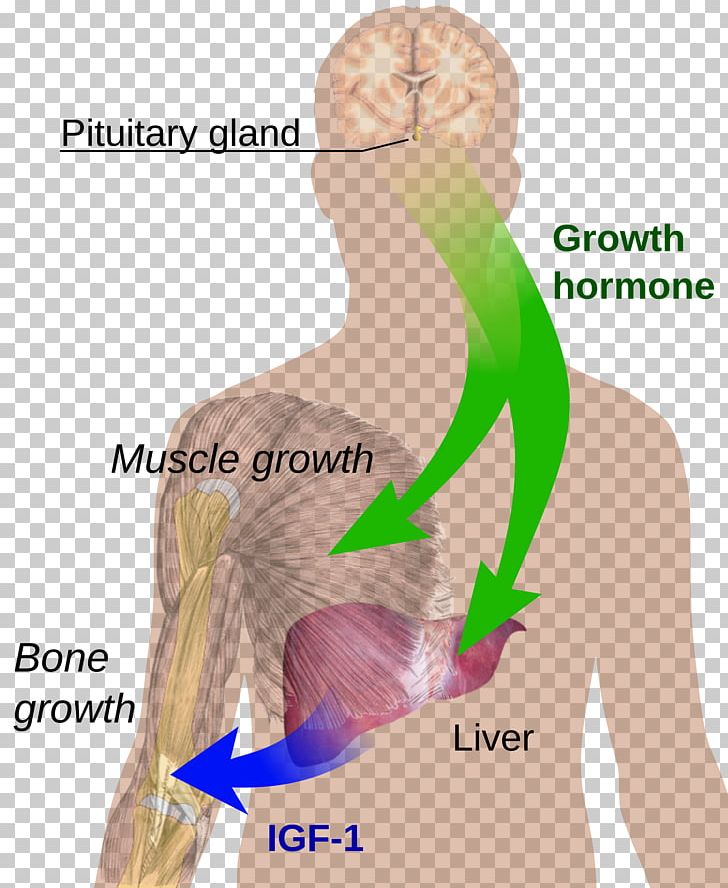 Growth Hormone Human Development Peptide Hormone Cell PNG, Clipart, Abdomen, Adipose Tissue, Anterior Pituitary, Arm, Back Free PNG Download