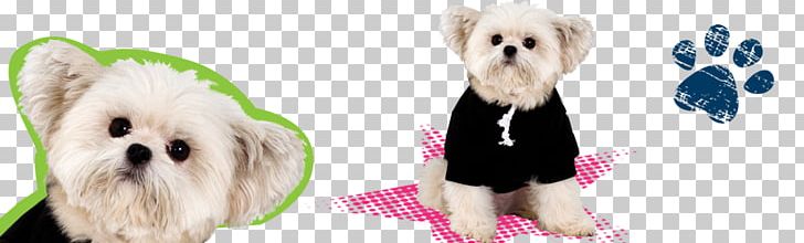 Morkie Maltese Dog Puppy Dog Breed Companion Dog PNG, Clipart, Breed, Carnivoran, Clothing, Companion Dog, Dog Free PNG Download