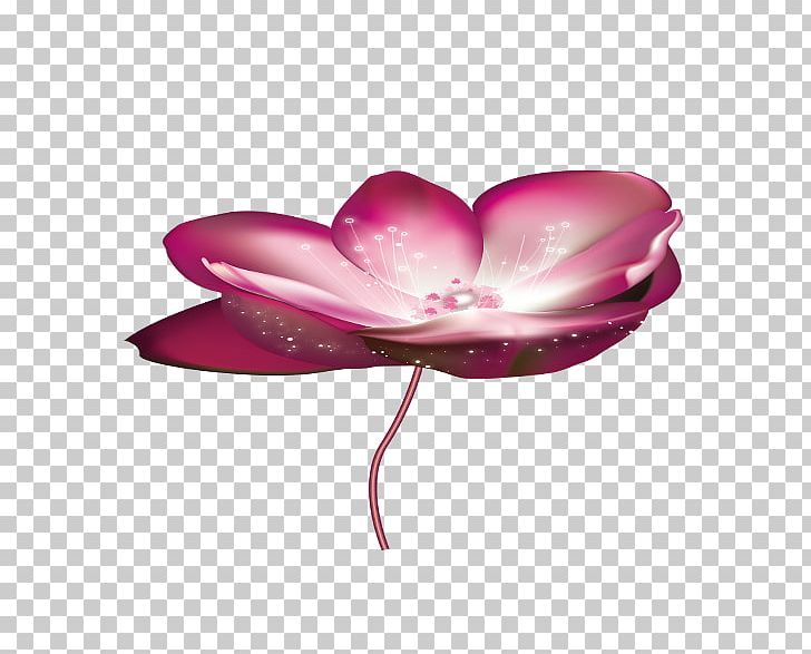 Nelumbo Nucifera PNG, Clipart, Computer, Computer Wallpaper, Copyright, Download, Flower Free PNG Download