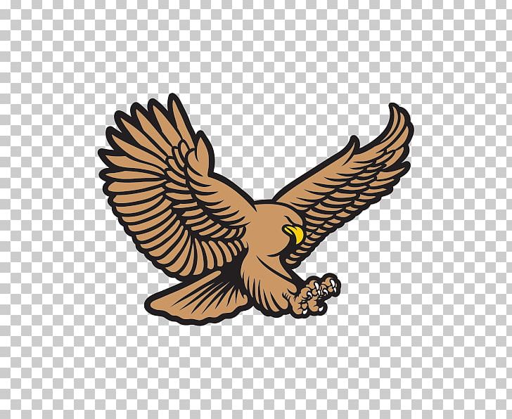 Bald Eagle Hawk PNG, Clipart, Accipitriformes, Animals, Bald Eagle, Beak, Bird Free PNG Download