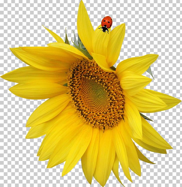 Common Sunflower Yellow Insect Bee PNG, Clipart, Bee, Bud, Color, Common Sunflower, Daisy Family Free PNG Download