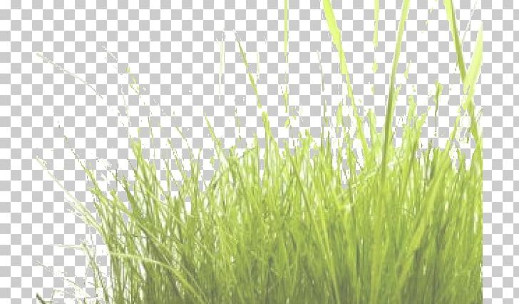 Grass PNG, Clipart, Artificial Grass, Cartoon Grass, Computer Wallpaper, Creative Grass, Euclidean Vector Free PNG Download