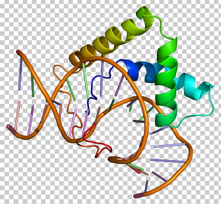 Lymphoid Enhancer-binding Factor 1 Protein Wnt Signaling Pathway Microphthalmia-associated Transcription Factor PNG, Clipart, Area, Artwork, Dna, Enhancer, Estrogen Free PNG Download