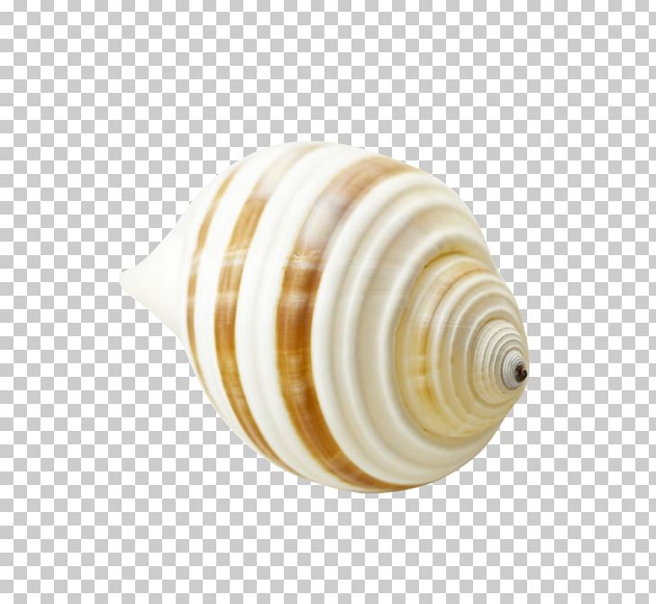 Sea Snail Seashell Yellow PNG, Clipart, Conchology, Download, Encapsulated Postscript, Invertebrate, Molluscs Free PNG Download
