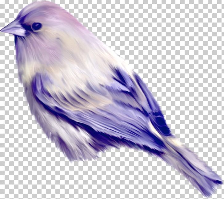 Bird Turquoise Jay PNG, Clipart, Animals, Beak, Bird, Chart, Computer Software Free PNG Download