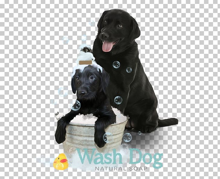 Labrador Retriever Flat-Coated Retriever Puppy Borador Dog Breed PNG, Clipart, Animals, Borador, Breed, Carnivoran, Coat Free PNG Download