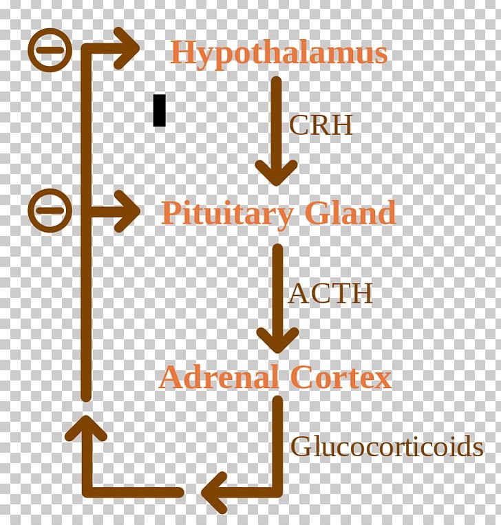 Negative Feedback Adrenocorticotropic Hormone Biology Glucocorticoid PNG, Clipart, Adrenal Cortex, Adrenal Gland, Adrenocorticotropic Hormone, Angle, Anterior Pituitary Free PNG Download