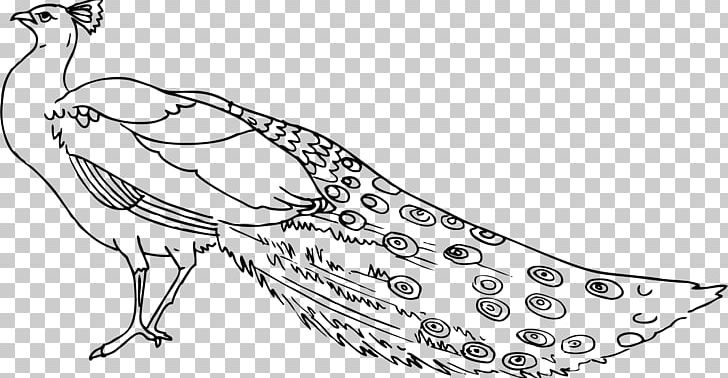 Peafowl Black And White Free Content PNG, Clipart, Area, Art, Artwork, Beak, Bird Free PNG Download