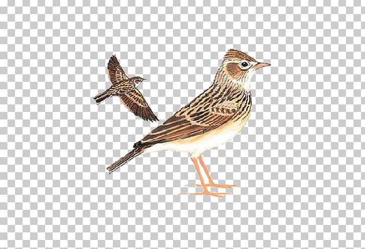Sparrow Eurasian Skylark Oriental Skylark Bird Swallow PNG, Clipart, Animals, Barn Swallow, Beak, Birds, Emberizidae Free PNG Download