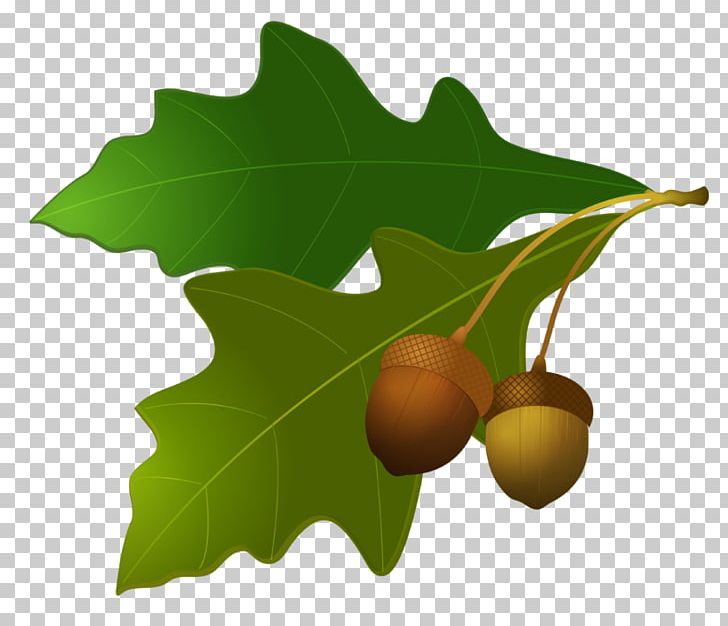 Acorn Oak PNG, Clipart, Acorn, Autumn, Autumn Leaf Color, Branch, Desktop Wallpaper Free PNG Download