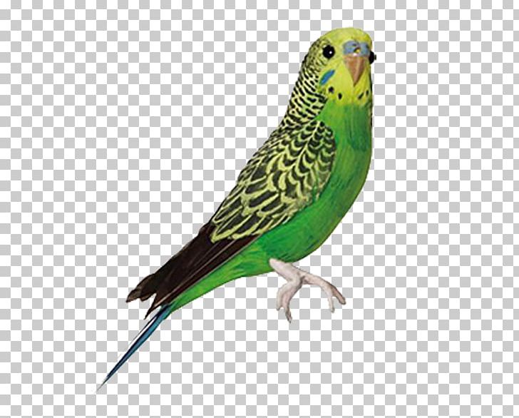 Bird Budgerigar Parrot Feather Parakeet PNG, Clipart, Amazoncom, Animal, Animals, Beak, Birds Free PNG Download