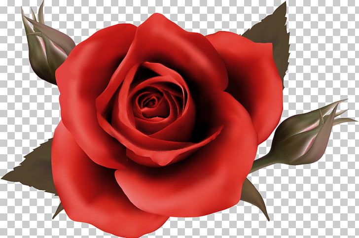 Desktop Rose PNG, Clipart, Closeup, Color, Cut Flowers, Desktop Wallpaper, Floribunda Free PNG Download