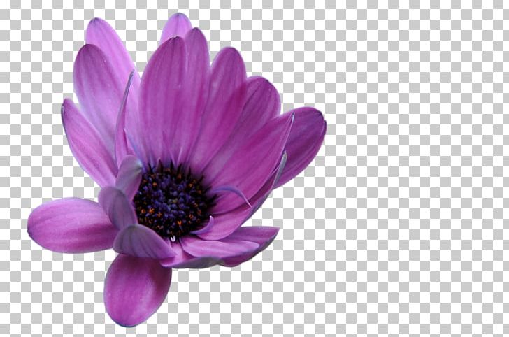 Flower Blume Pixabay Common Daisy PNG, Clipart, Anemone, Bloom, Blossom, Blume, Common Daisy Free PNG Download