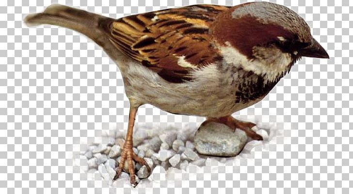 House Sparrow Eurasian Tree Sparrow Bird Weavers Finch PNG, Clipart, Animals, Beak, Christmas Snow, Emberizidae, Eurasian Siskin Free PNG Download