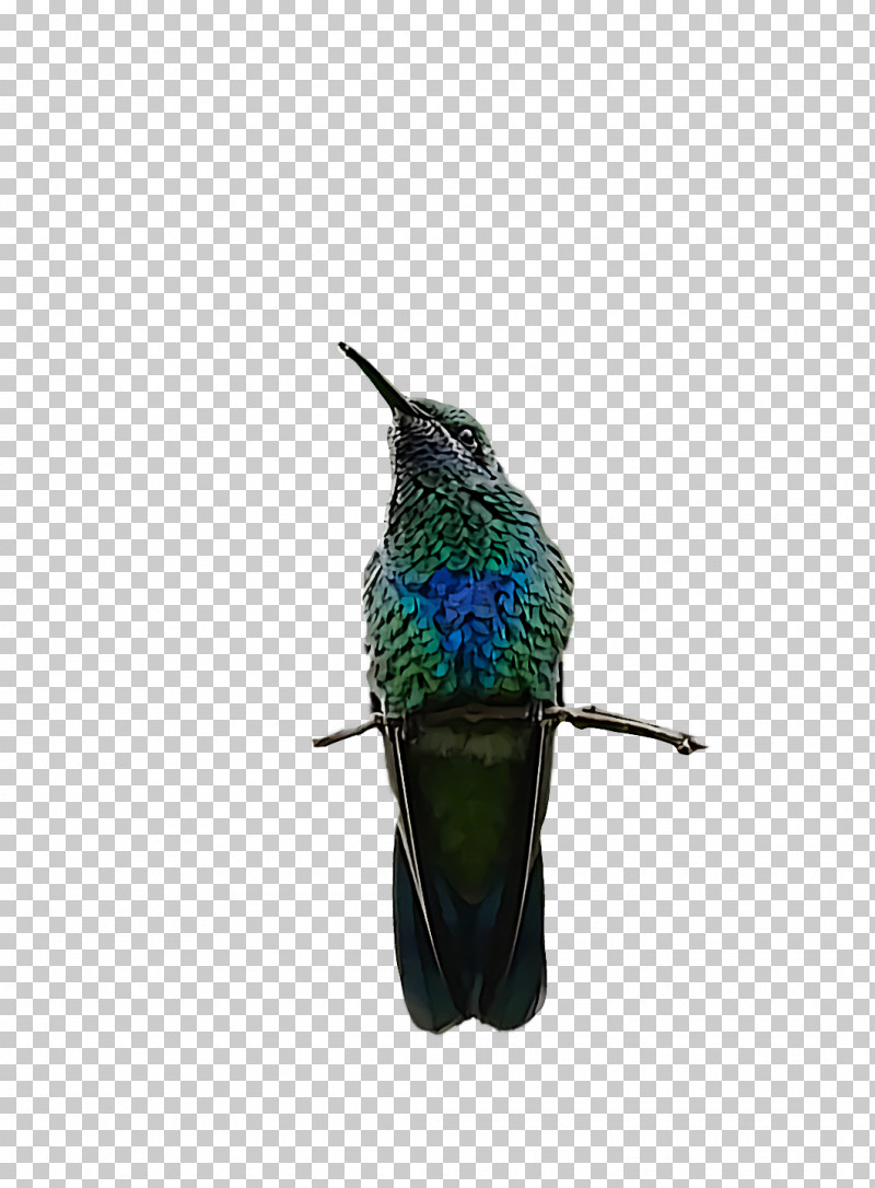 Feather PNG, Clipart, Beak, Feather, Hummingbirds Free PNG Download