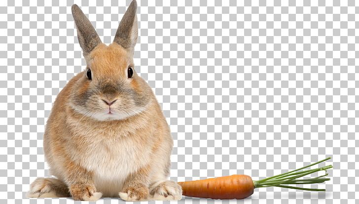 Domestic Rabbit Netherland Dwarf Rabbit Stock Photography PNG, Clipart, Bag, Domestic Rabbit, Dwarf Rabbit, European Rabbit, Fauna Free PNG Download