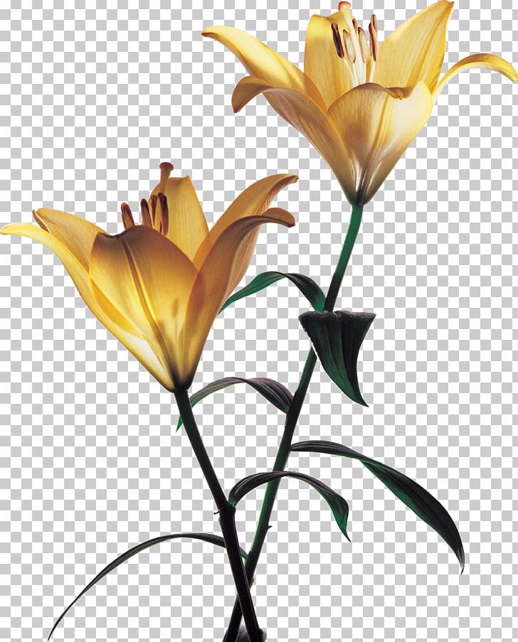 Flower PNG, Clipart, Arumlily, Bloom, Branch, Cut Flowers, Flora Free PNG Download