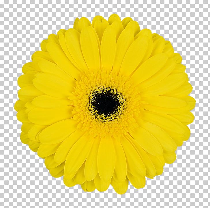 Transvaal Daisy Cut Flowers Common Sunflower Chrysanthemum PNG, Clipart, Black And White, Brand, Calendula, Chrysanthemum, Chrysanths Free PNG Download