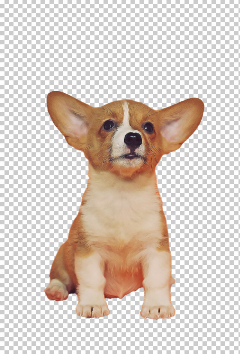 Dog Welsh Corgi Pembroke Welsh Corgi Cardigan Welsh Corgi Puppy PNG, Clipart, Cardigan Welsh Corgi, Chihuahua, Companion Dog, Corgichihuahua, Dog Free PNG Download