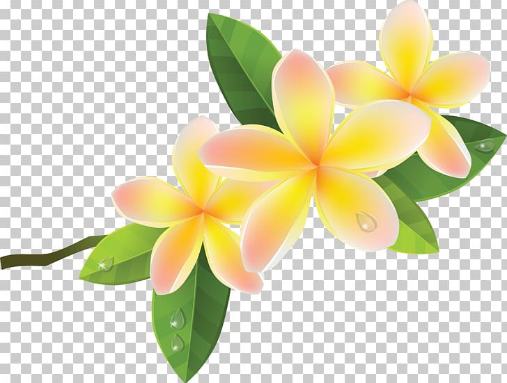 Frangipani PNG, Clipart, Clip Art, Computer Icons, Download, Encapsulated Postscript, Flower Free PNG Download