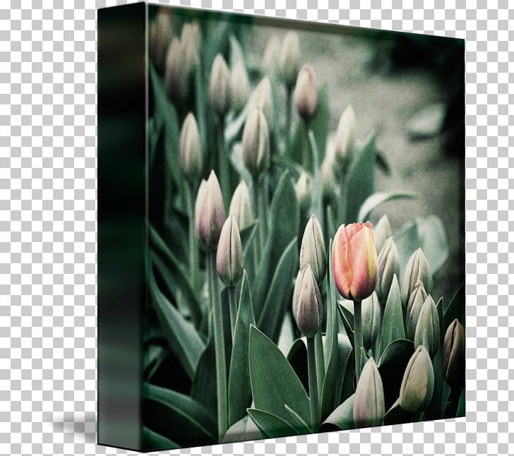 Tulip Plant Stem Bud Petal Desktop PNG, Clipart, Bud, Computer, Computer Wallpaper, Desktop Wallpaper, Flower Free PNG Download