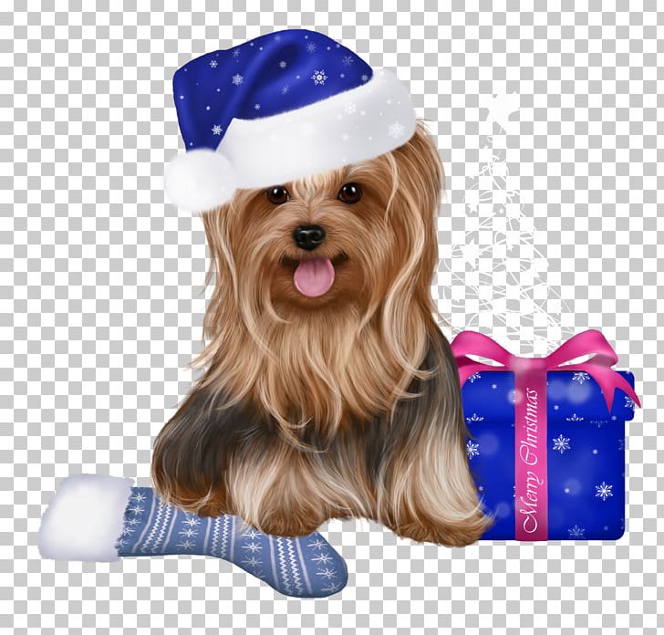 Yorkshire Terrier Cairn Terrier Puppy Pekingese Companion Dog PNG, Clipart, Animals, Cairn Terrier, Cari, Carnivoran, Christmas Free PNG Download