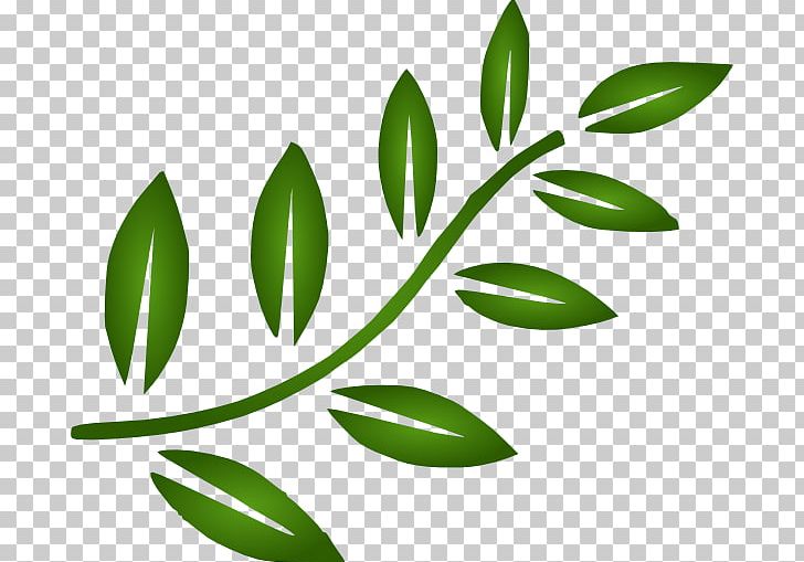 Branch Leaf PNG, Clipart, Branch, Commodity, Download, Flora, Grass Free PNG Download