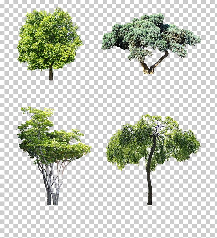 Macrophanerophytes Shrub Garden Tree Motoevakuator PNG, Clipart, Agac, Agac Resimleri, Branch, Ecological Design, Engineering Free PNG Download