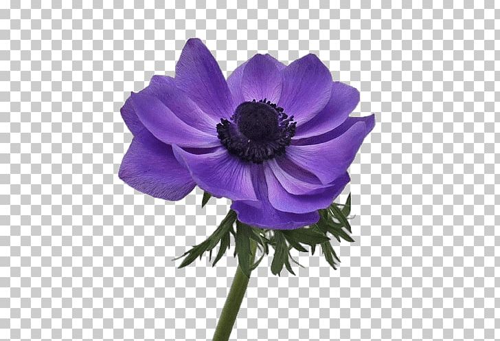 Anemone Cut Flowers Portable Network Graphics Roz PNG, Clipart, Anemone, Annual Plant, Center, Color, Cut Free PNG Download