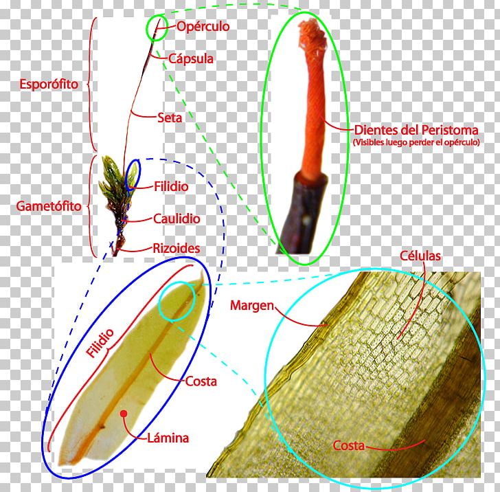 Moss Plants Non-vascular Plant Bryophyte Cuống Dạng Lá PNG, Clipart, Alternation Of Generations, Angle, Bryophyte, Gametophyte, Joint Free PNG Download