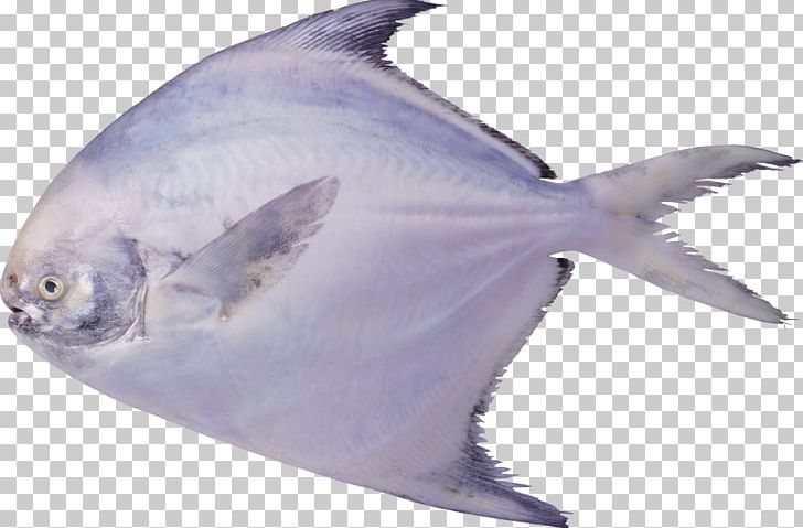 Pampus Argenteus Black Pomfret Seafood Fish PNG, Clipart, Animals, Business, Cartilaginous Fish, Company, Dolphin Free PNG Download